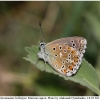 polyom bellargus imago5 kher